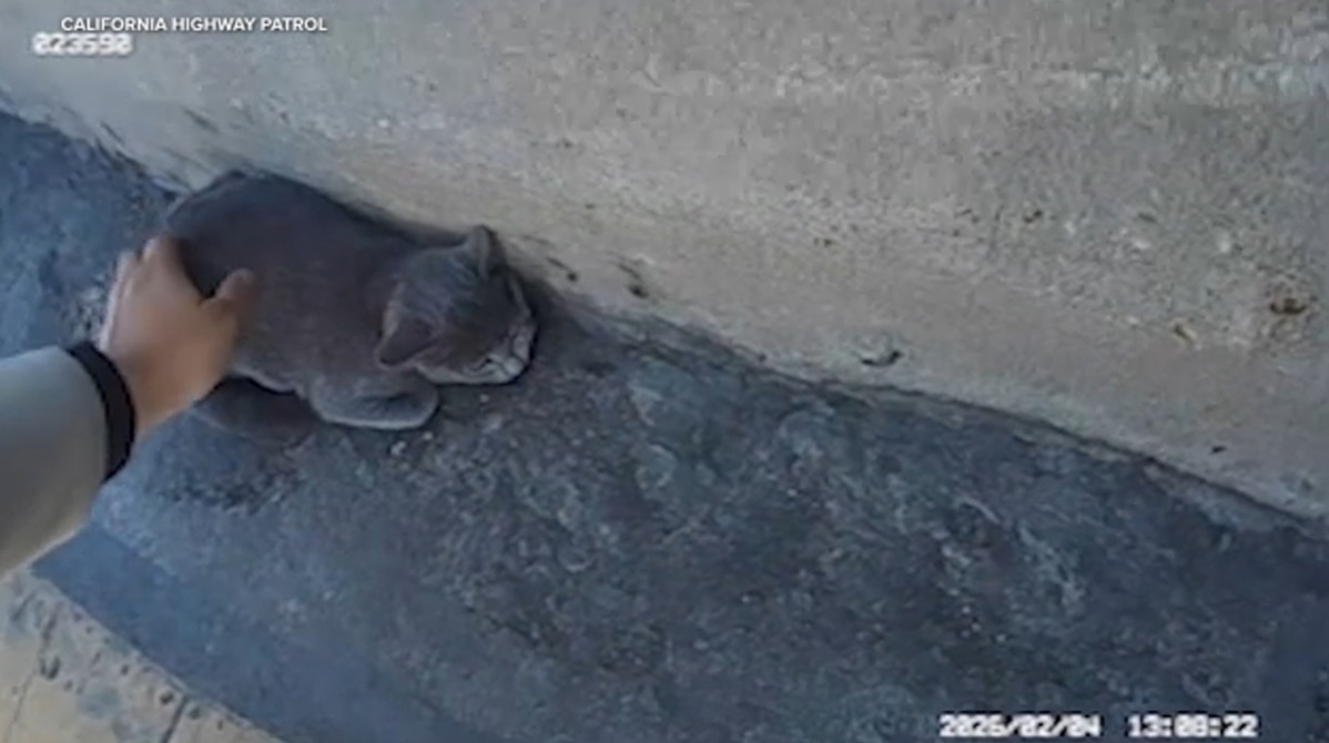 Traffic came to a halt on the 405 Freeway for a tiny rescue mission in the Harbor Gateway area