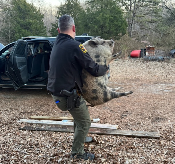 A North Carolina sheriff's office truly brought home the bacon this week after deputies wrangled a runaway pig that wandered into a home in search of snacks.