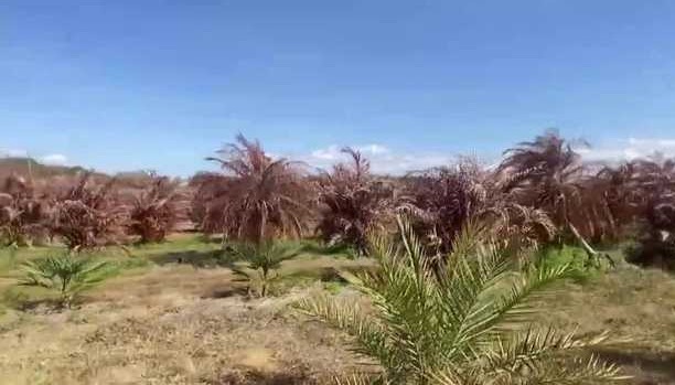 "It's a catastrophic loss." Farmers on the Treasure Coast are grappling with significant crop losses due to a recent historic freeze