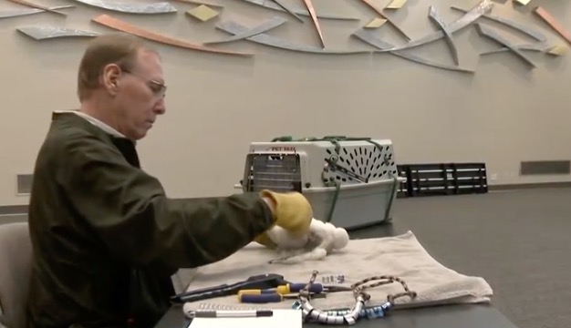 Greg Septon's initiative to install nest boxes on power plants has led to a significant recovery of peregrine falcons in Wisconsin