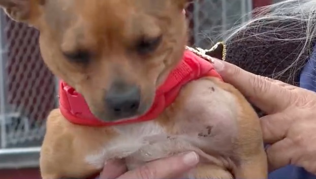 Rescue workers at K9 Battle Buddies took in an 11-pound chihuahua they suspect someone shot