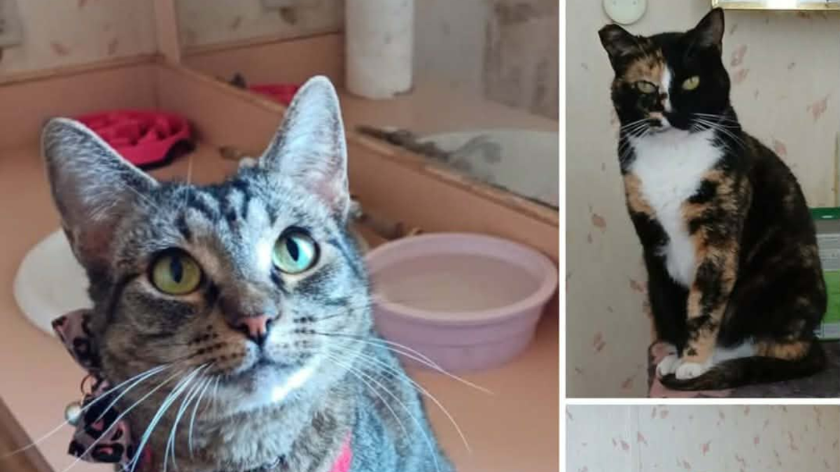 Veterinary shortage in Imperial Valley forces pet owners to travel for care