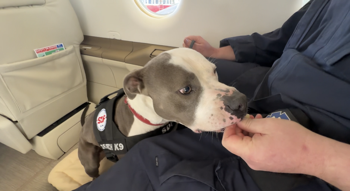 From Shelter to Sky: Ventura County Rescue Dogs Train to Deploy by Air