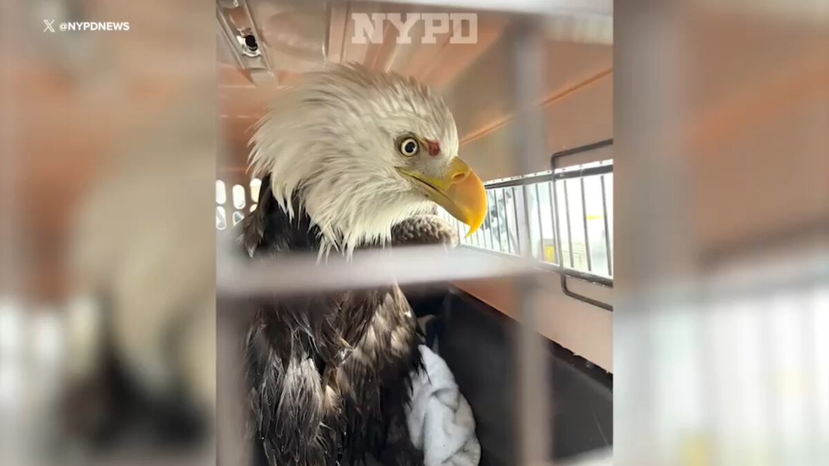 The NYPD rescued an injured bald eagle on the Hudson River while patrolling the area Tuesday morning.