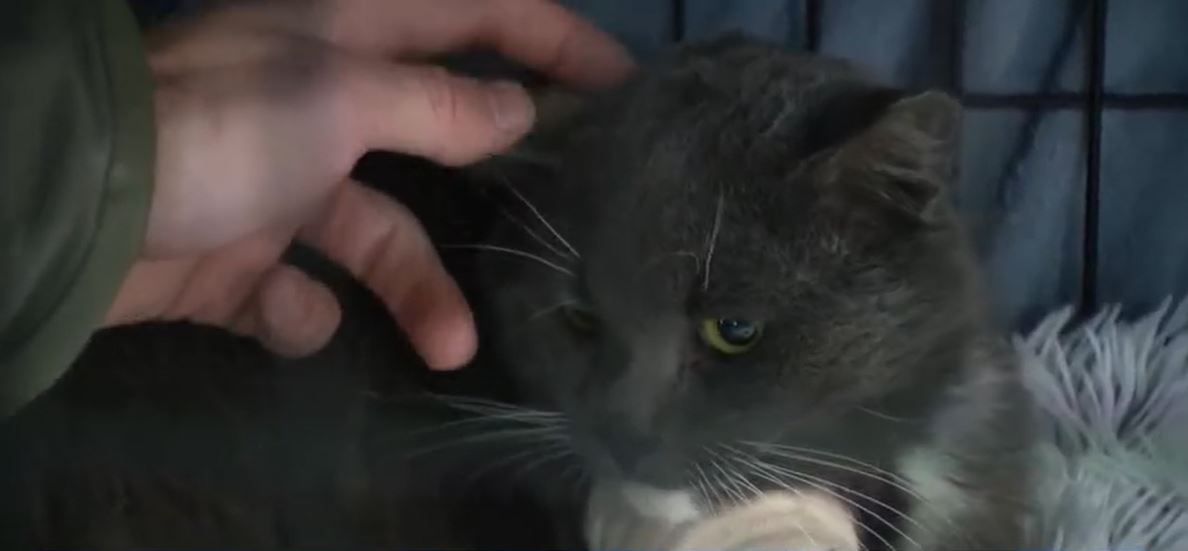 A dramatic rescue of a cat clinging to life in a 100-foot-tall tree was caught on video after last weekend's snowstorm.