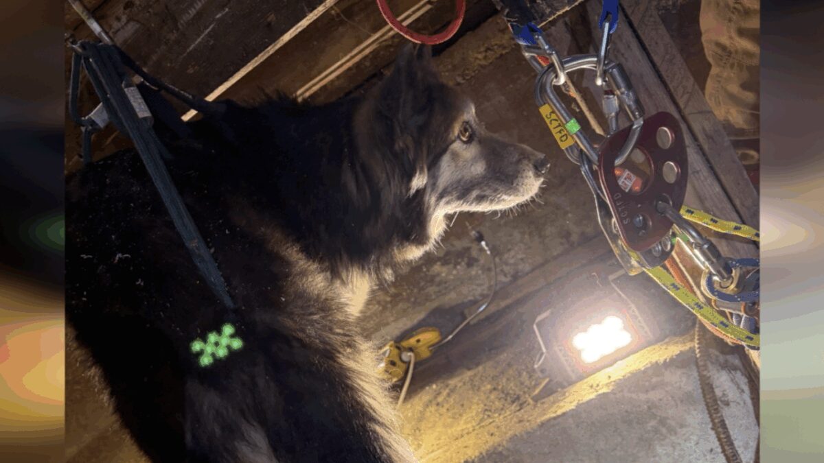 A specialized rescue team helped save a dog who'd fallen nearly 30 feet into a well Sunday