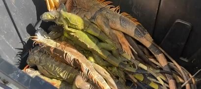 Cold-stunned iguanas falling from trees during South Florida's recent cold snap ended up as an unexpected menu item: iguana pizza.