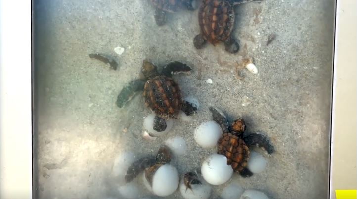 Sea turtle nests on Sanibel are being wiped out at a fast rate and the city says coyotes are the reason why