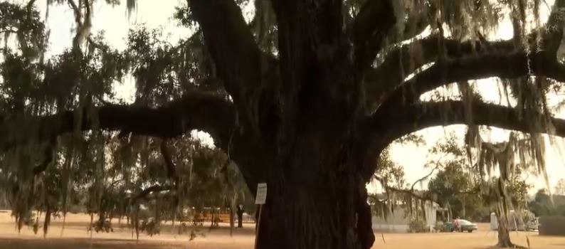 Groups of people turned out Saturday for a picnic to honor a 300-year-old oak tree off Little Neck Road after county officials moved to protect the tree from a planned Georgia Power pole expansion.