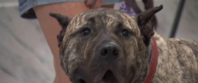 A dog who stole Kentucky’s heart will soon capture the world’s