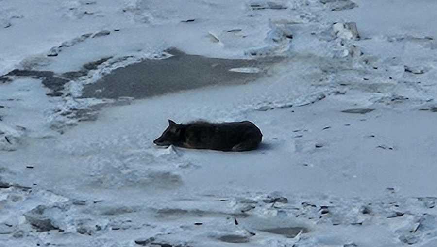 The coyote could be seen resting near the riverbank on the Kentucky side of the river