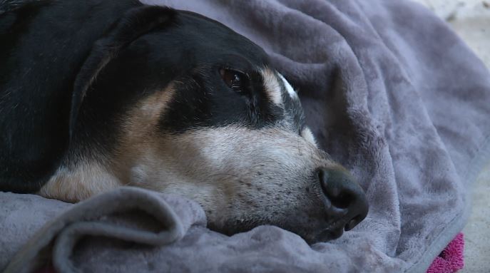 Bridget Garrison is now caring for one of her blue-tick hound dogs