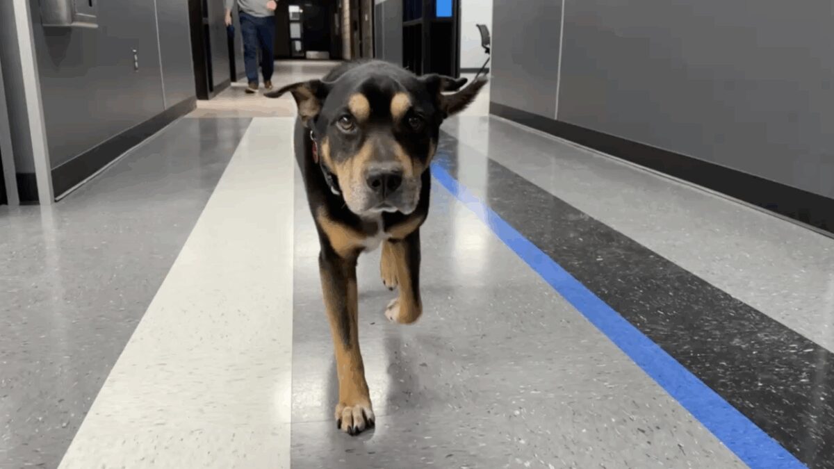 A routine call about a stray dog on a porch in Milford turned into something much more heartwarming when officers decided to adopt the senior pup they rescued from the bitter cold.