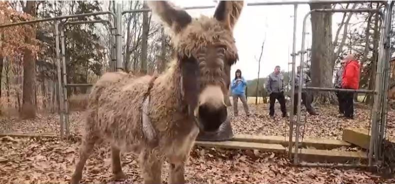 A farmer in Abbeville County is feeling immense gratitude towards first responders who helped rescue one of her farm animals
