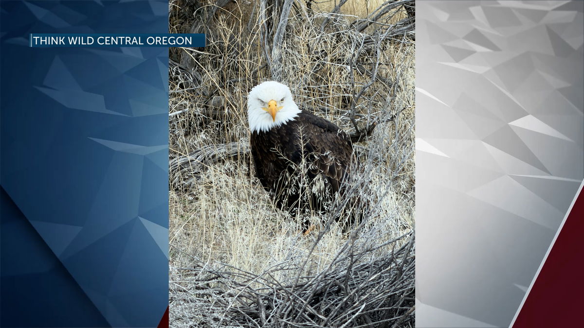 America’s symbol: Two Central Oregon bald eagles rescued but don’t survive crash