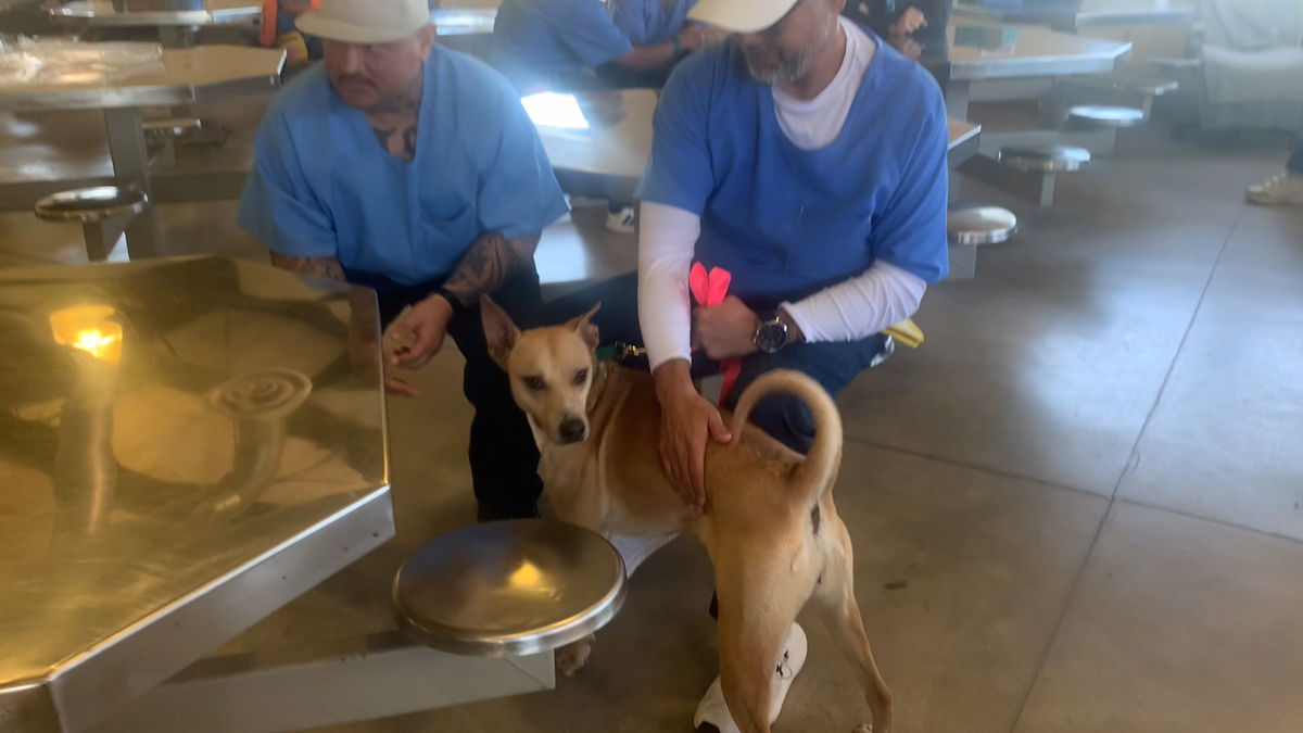 Riverside County Dept of Animal Services launches prison dog foster program