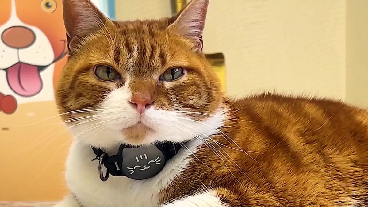 Santa Barbara Humane Clears Up Cat Declawing Law Confusion