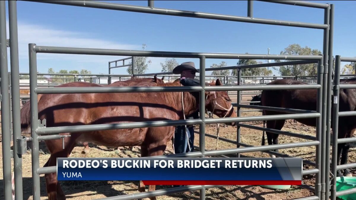 Yuma Silver Spur Rodeo’s Buckin for Bridget returns