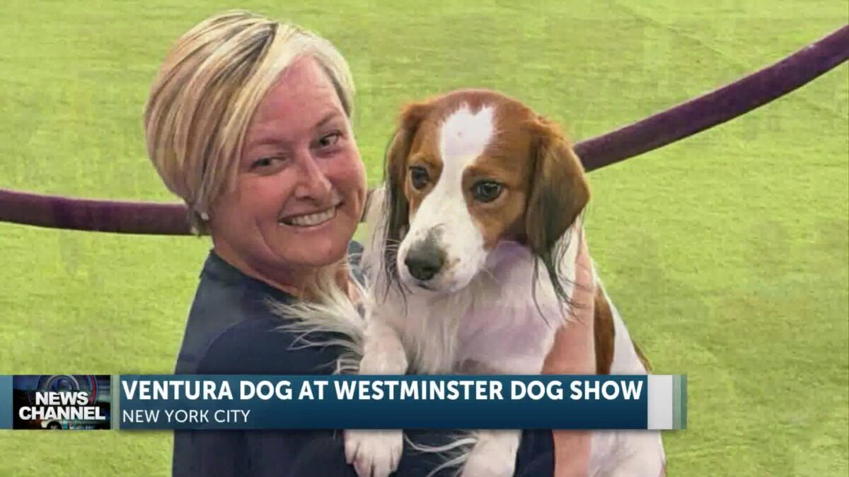 Ventura Dog earns Select Dog Medallion at Westminster Dog Show