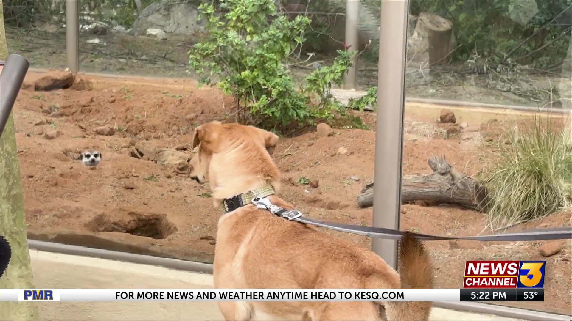 Living Desert hosts first-ever ‘Dog Day at the Zoo’