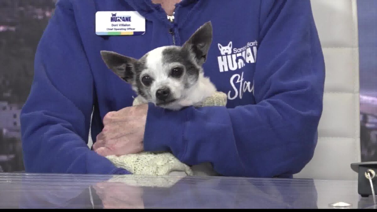 Chloe the Chihuahua Visits TV Hill with Santa Barbara Humane