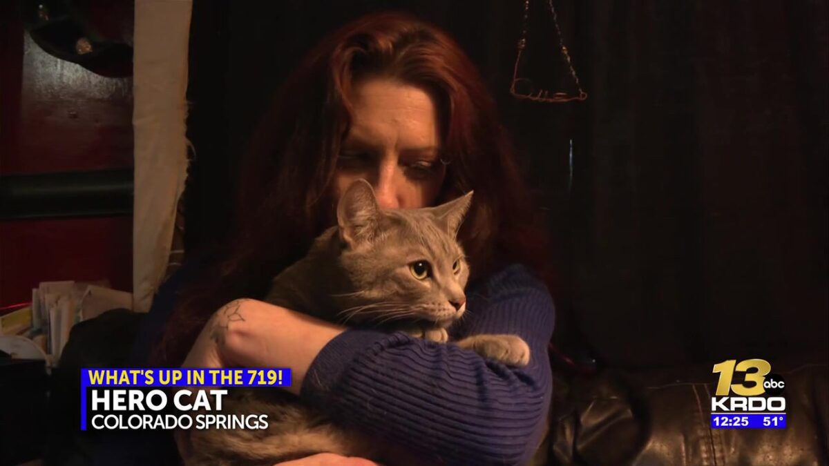 ‘He saved my life’: Colorado Springs cat credited with saving owners during medical emergencies