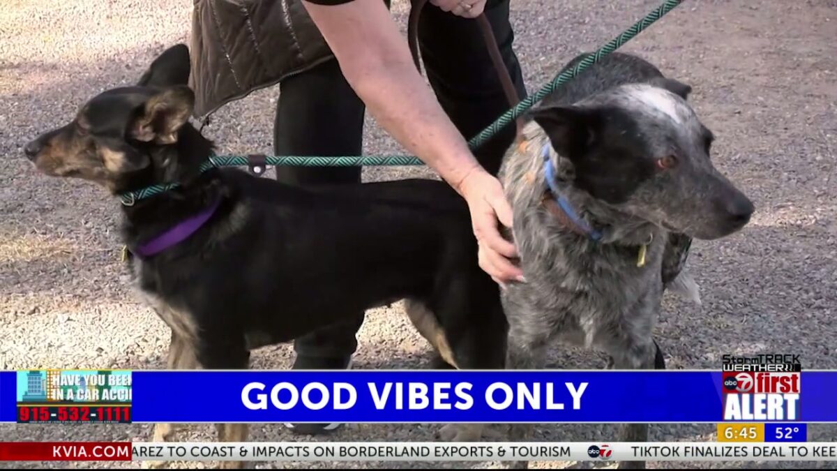 Good Vibes Only: Tale of two inseparable pups in search of a home