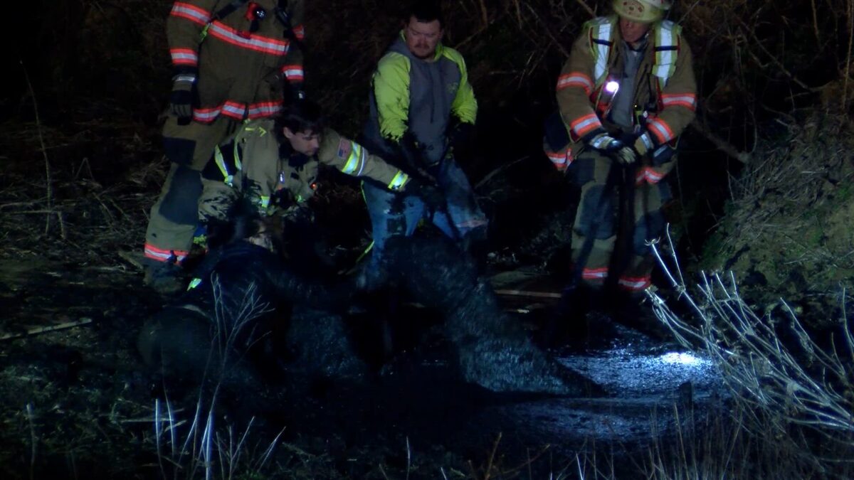 Boone County firefighters pull out 2 horses that were stuck in mud hole