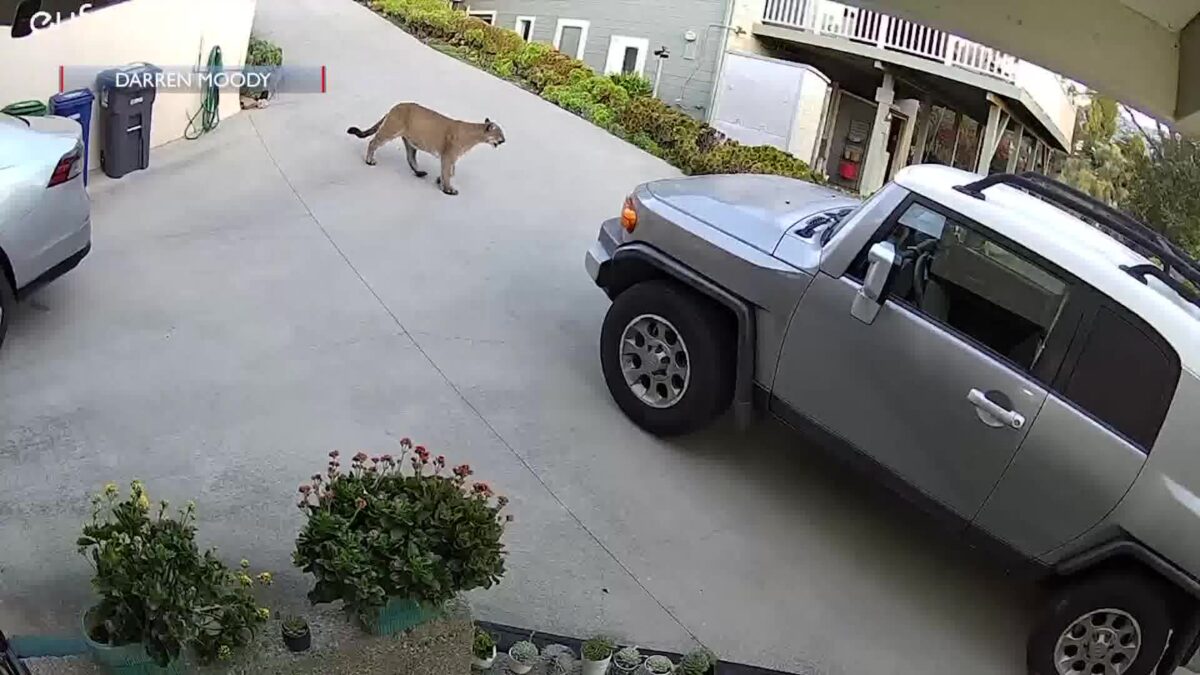 Large Mountain Lion Spotted in Samarkand Neighborhood in Broad Daylight