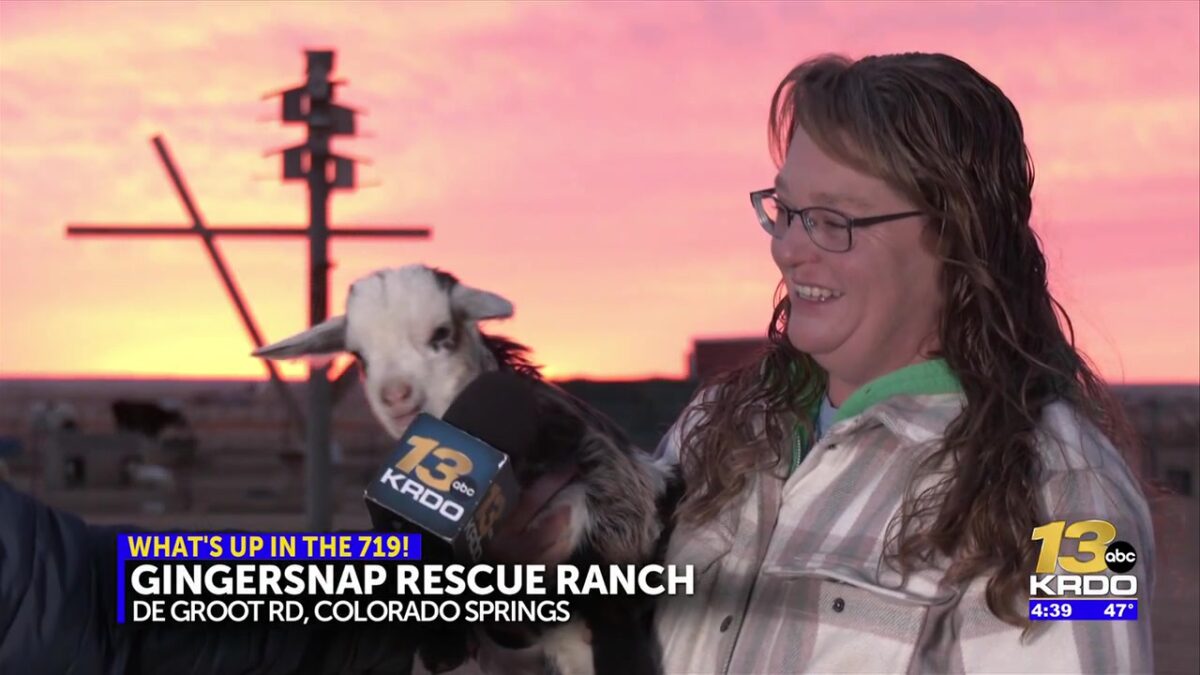 Gingersnap Rescue Ranch looking for volunteer help during winter months