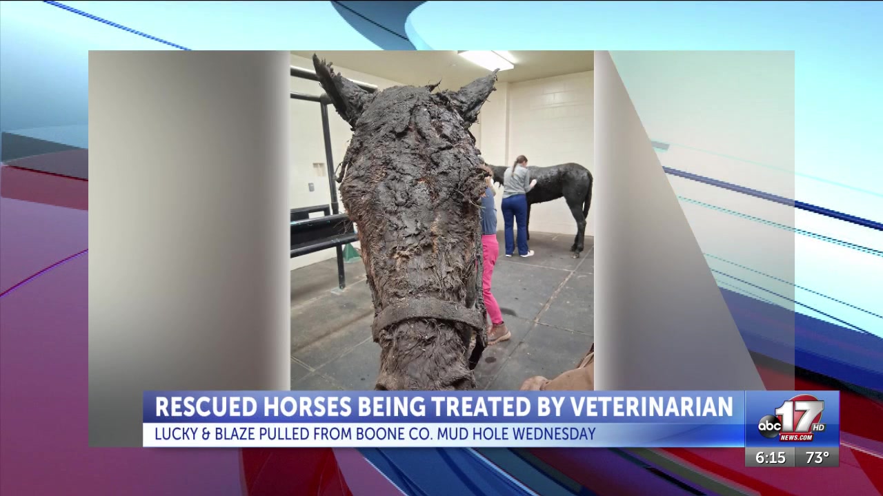 Horses that got pulled out of mud near Harrisburg still being treated