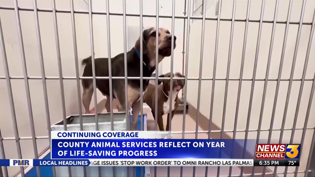 2025 data finds thousands euthanized at Riverside County shelters