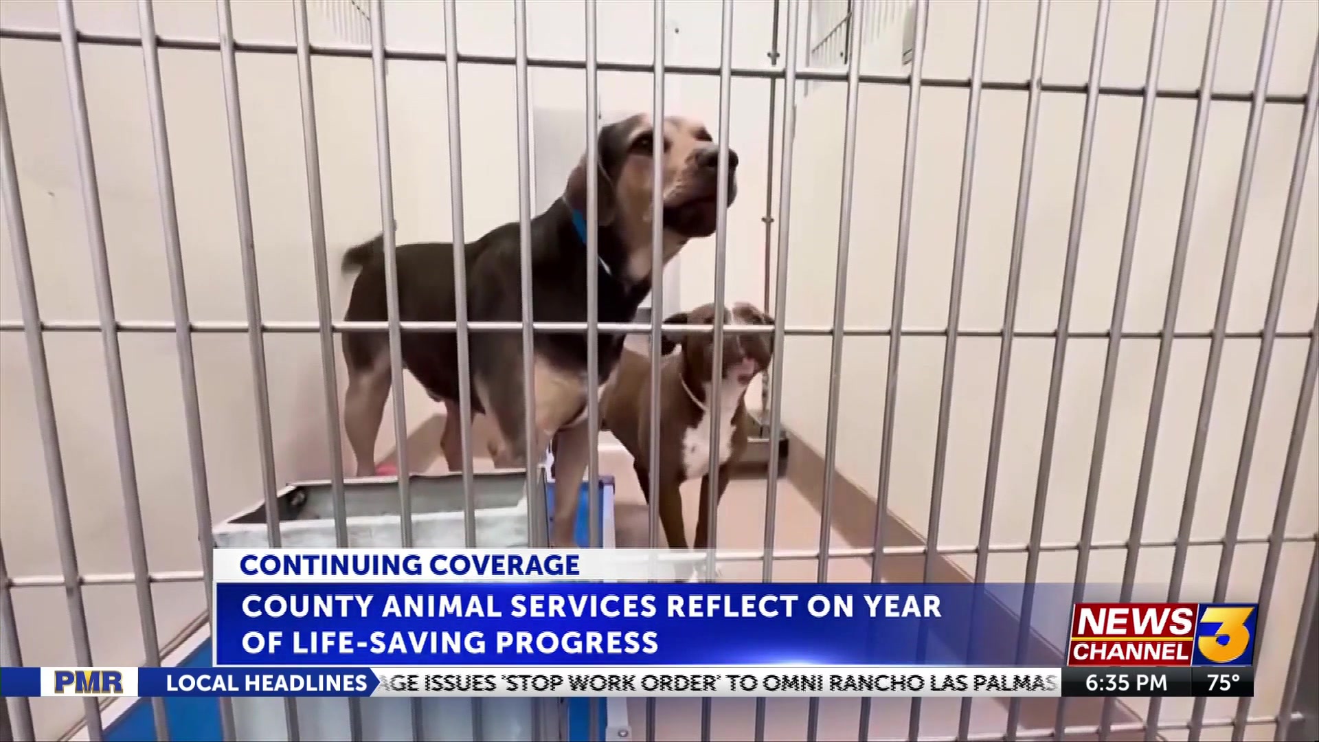 2025 data finds thousands euthanized at Riverside County shelters