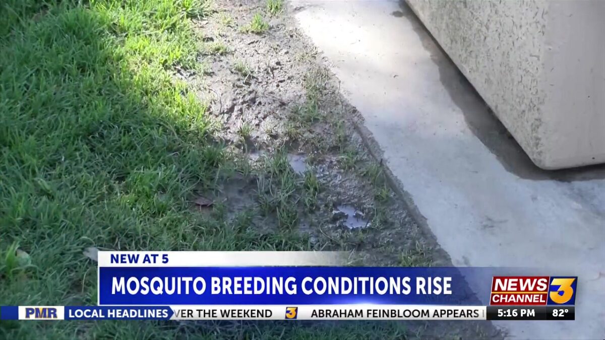 Mosquito breeding conditions rise in Coachella Valley following storms