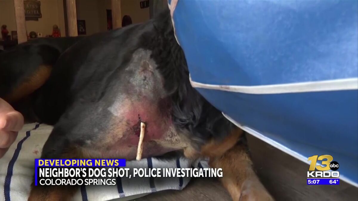Colorado Springs police investigate shooting of dog as neighbors at odds