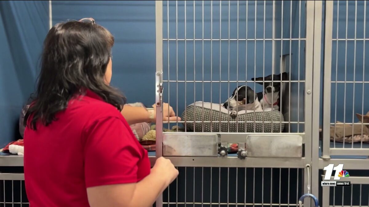 Over 60 dogs found in Brawley home