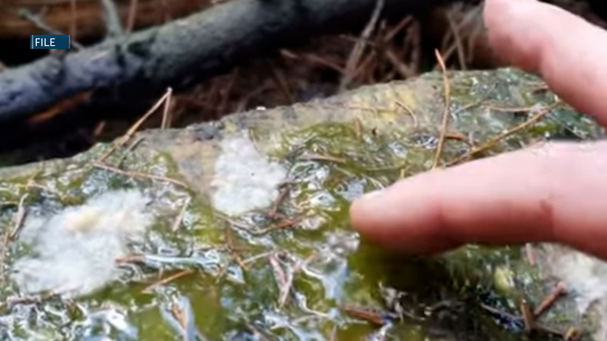 Klamath tribes work to protect rare Mare’s eggs