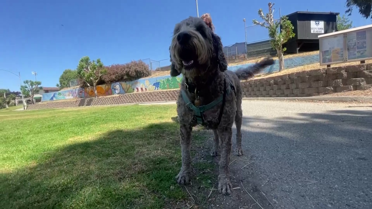 New dog park arrives in Scotts Valley