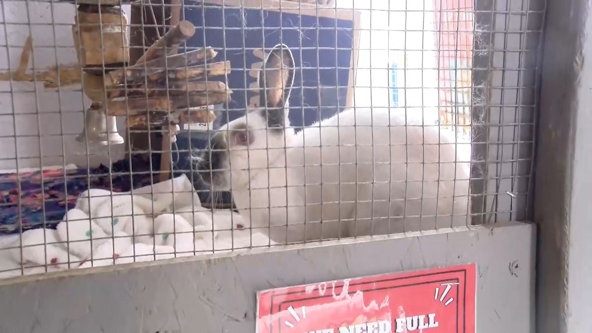 Easter Events at Ember’s Wildflower Bunny Rescue