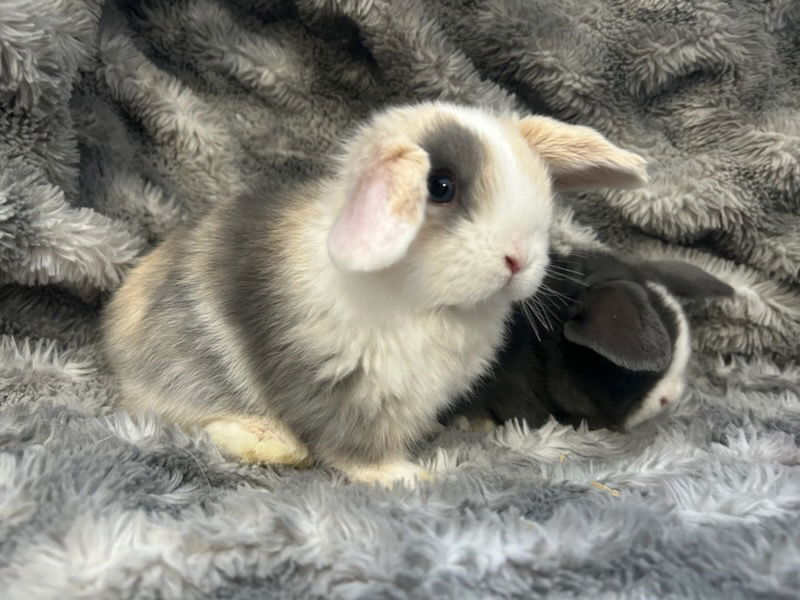 The hidden danger of gifting Easter Rabbits