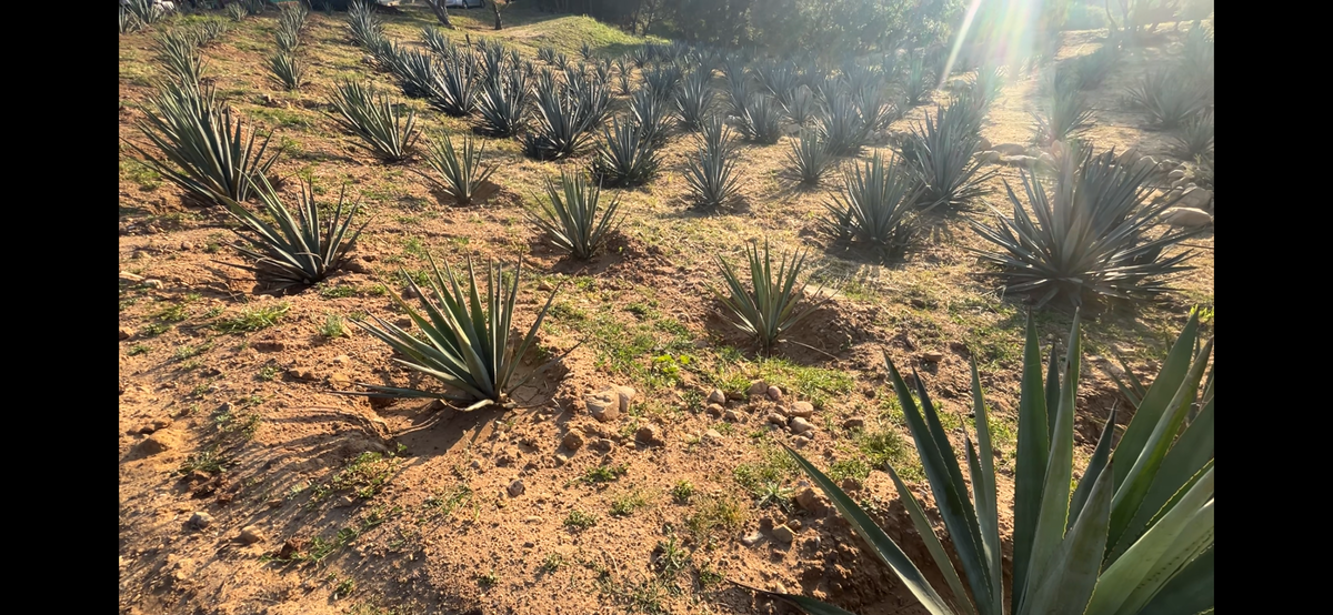 Agave Growers Planting Roots Around Santa Barbara With Spirited Hopes Ahead