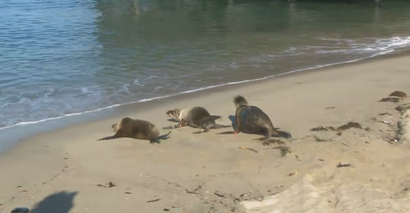 A trio of sea lion pups set forth into their vast ocean home after a rehabilitation stint with Marine Mammal Care Center Los Angeles.