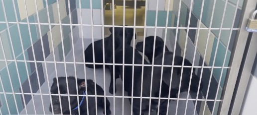 The Riverside County Department of Animal Services rescued more than 60 dogs from a house fire near eastern Hemet on Thursday.