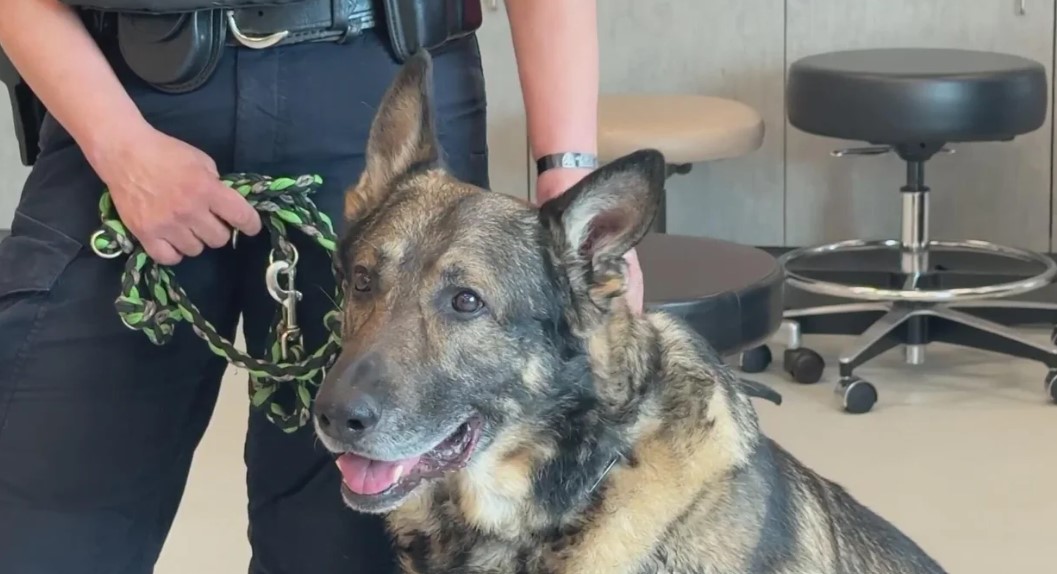 K-9 unit police dogs with Colorado's law enforcement agencies work hard to keep our communities safe. But that also means a lot of wear and tear on their bodies. One group is stepping in to help keep them healthy and prolong their careers.