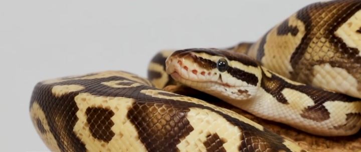 It’s not your typical theft. Tucson police are searching for the people accused of stealing two python snakes from a midtown pet store. The theft happened Monday at Desert Pet Center.