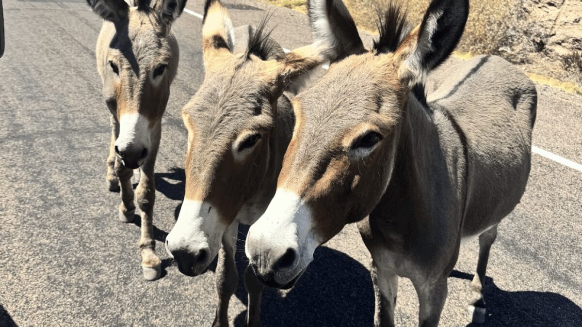 A recent update to the herd management plan approved a herd size of about 140-250 wild burros for the area.