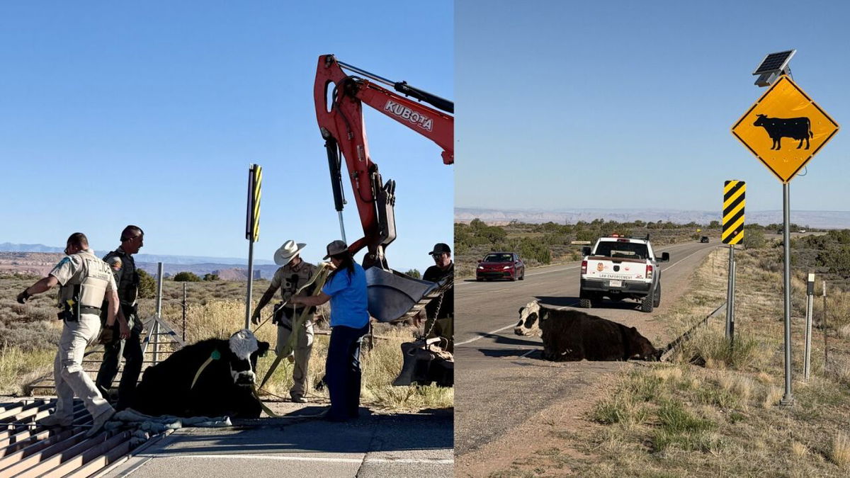 Holy cow! This stuck heifer required heavy machinery to free it from cattle guard