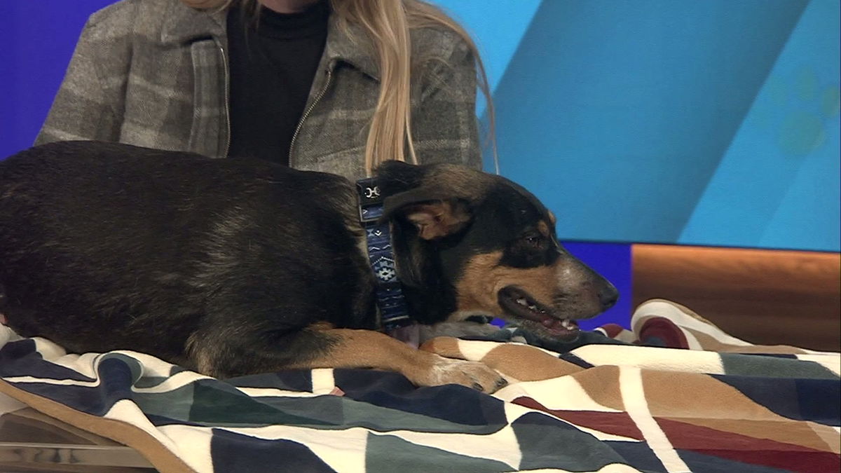 Pet Pals: Meet Domino