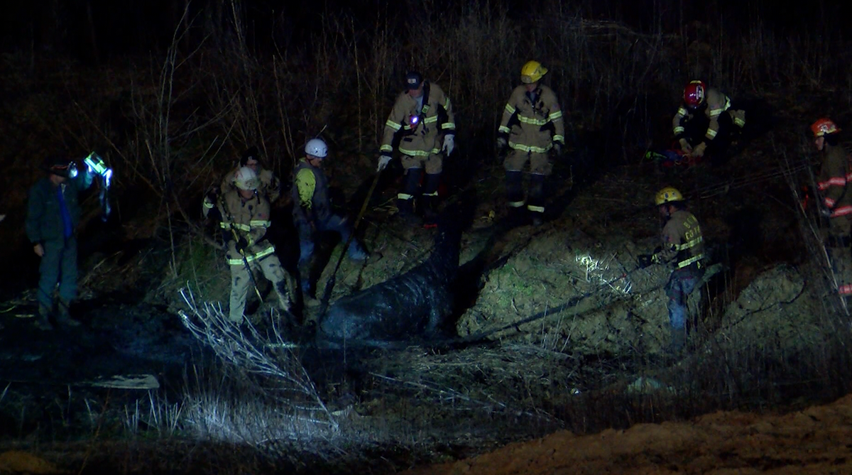 Horses that were rescued from mud near Harrisburg are back home