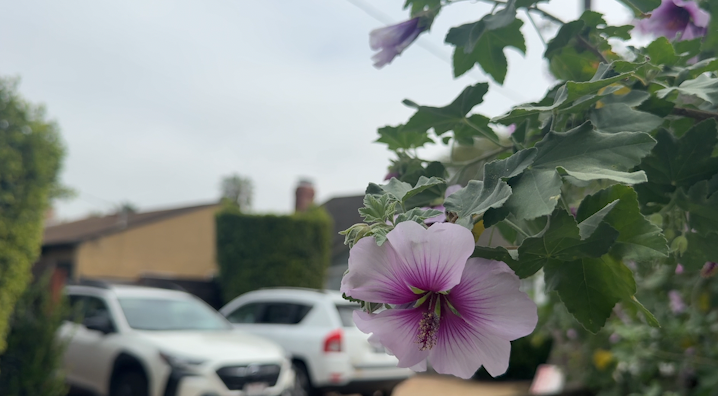 New Transitional Home Opens in Santa Barbara for Young Adults Facing Homelessness